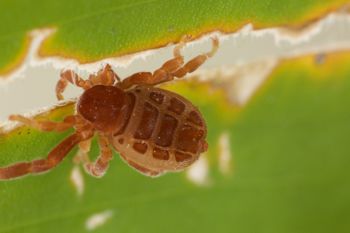 Media type: image;   Invertebrate Zoology 30915
